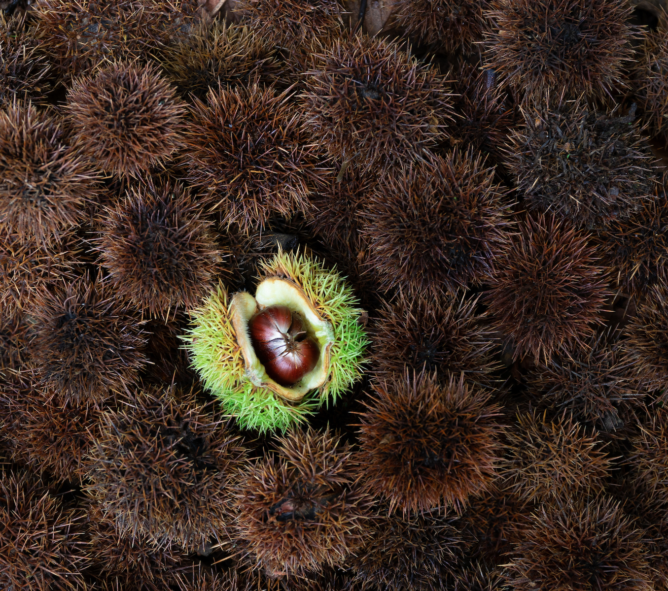 2nd - Prickly - Pat Ainger